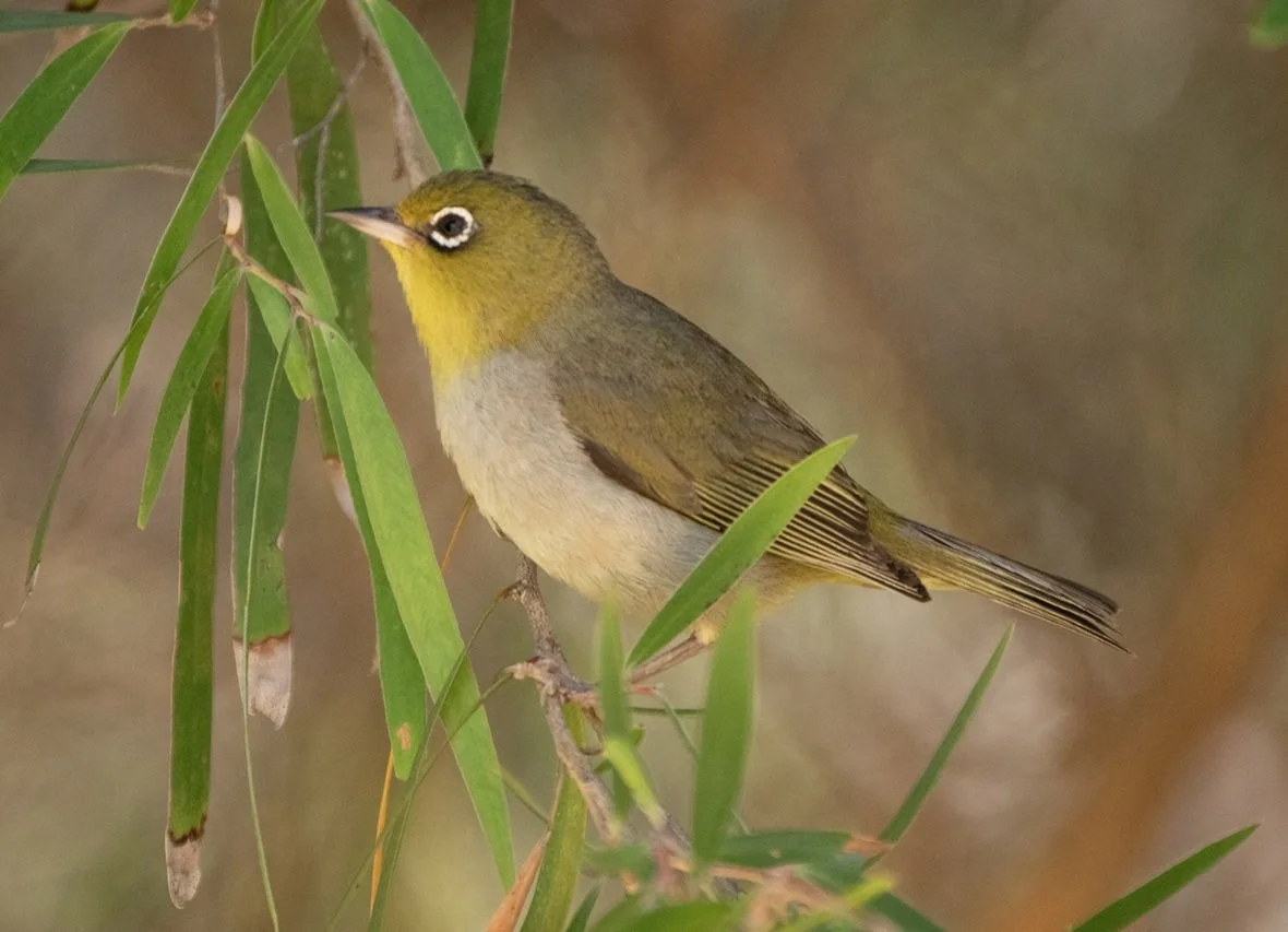 Silvereye 5064.jpg