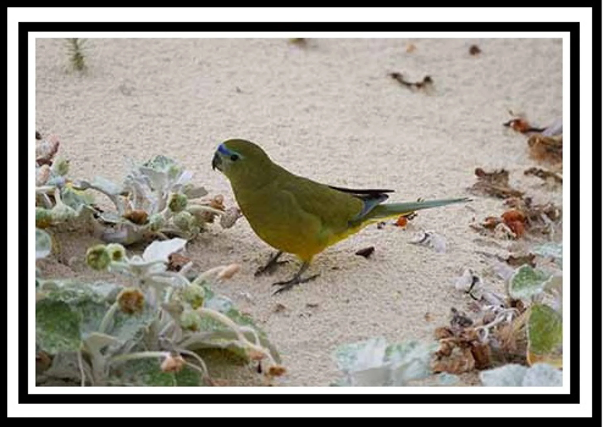 rock parrot 18 framed.jpg