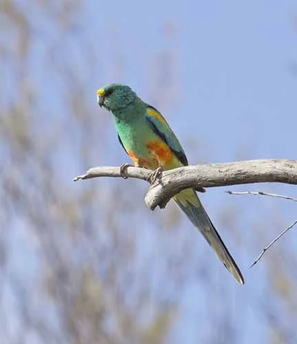 Mulga Parrot 1.jpg