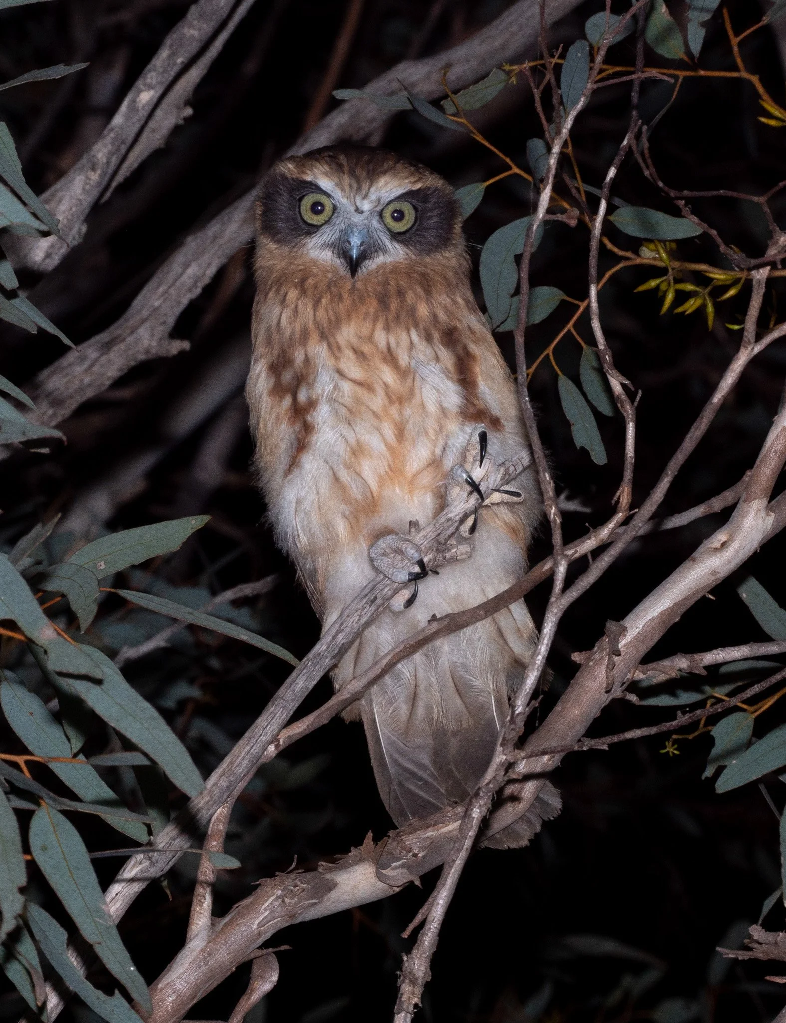 Southern Boobook 6796.jpg