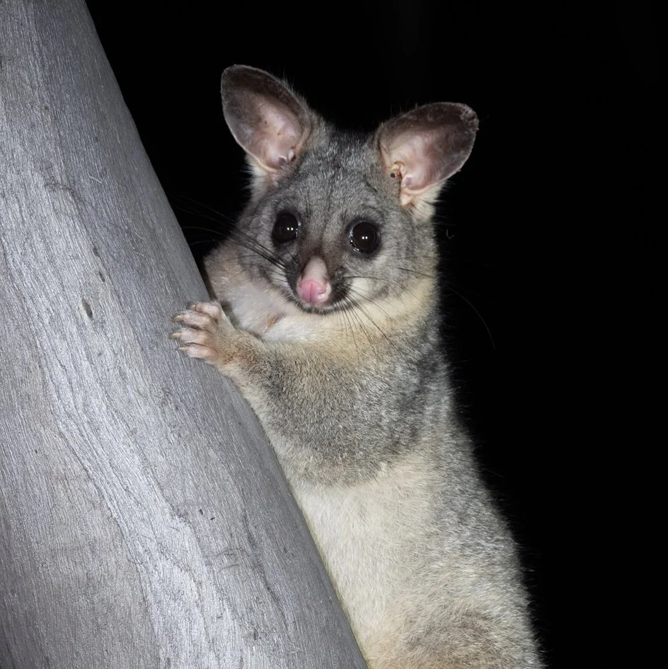 Brush tailed Possum 4664.jpg