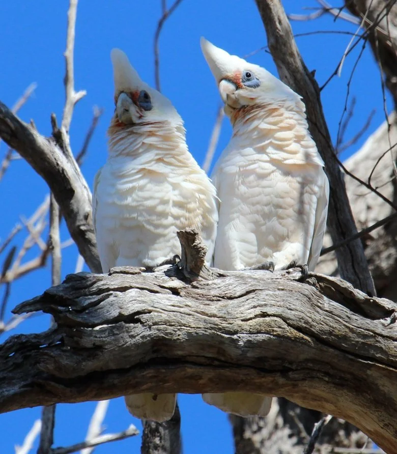 SHORT BILLED CORELLA.jpg