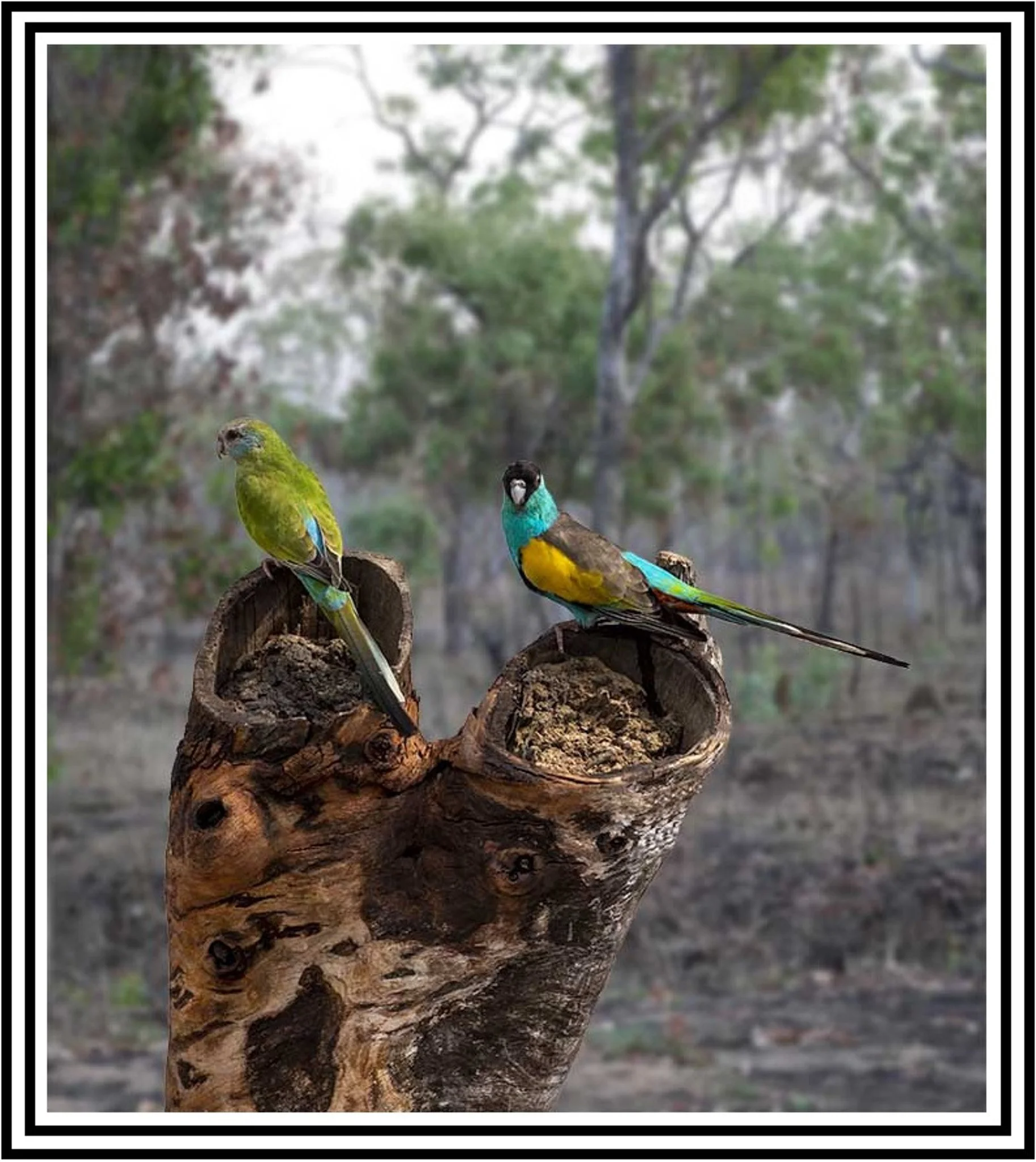 Hooded Parrot 33120 framed.jpg