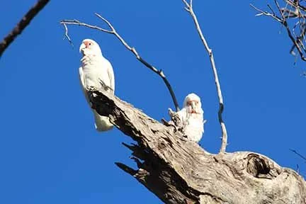 Long Billed Corella 1.JPG