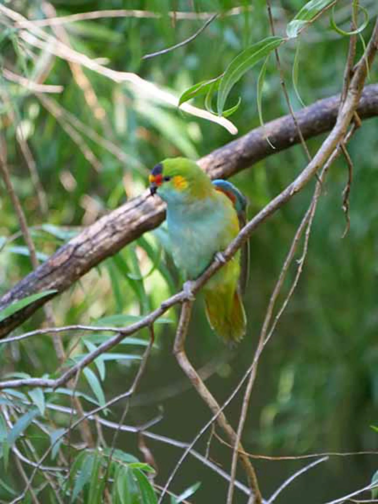 Purple Crowned Lorrikeet 2.jpg
