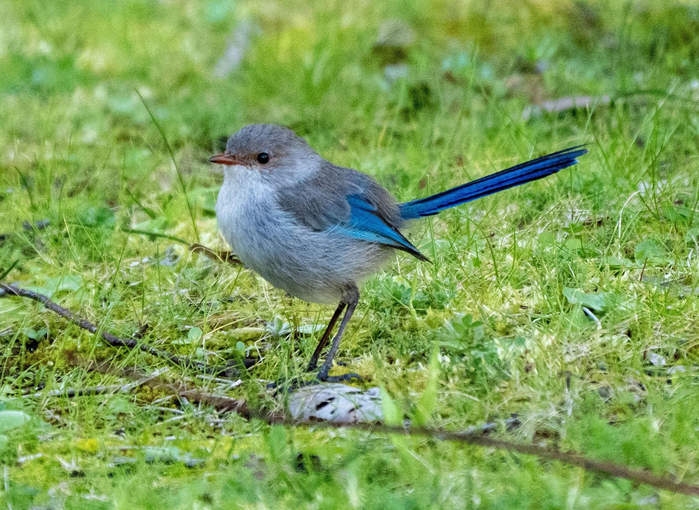Spledid fairy wren hen 7411 copy.jpg