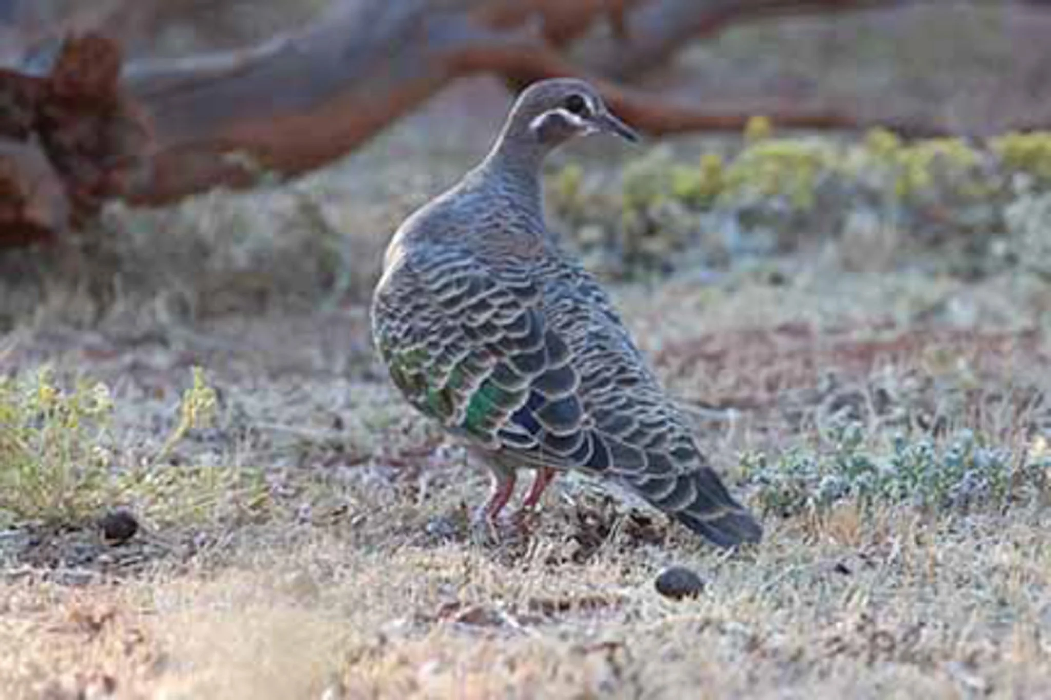 Bronze Wing Pigeon 1.jpg