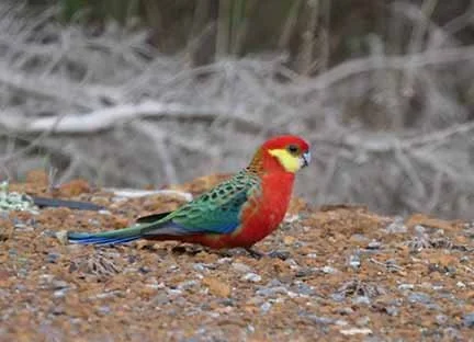 Western Rosella 3.JPG