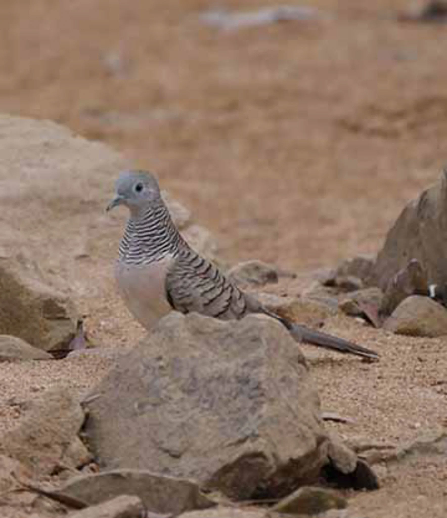 Peacefull Dove 1.jpg