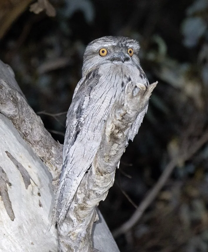 Tawny Frogmouth 4587.jpg