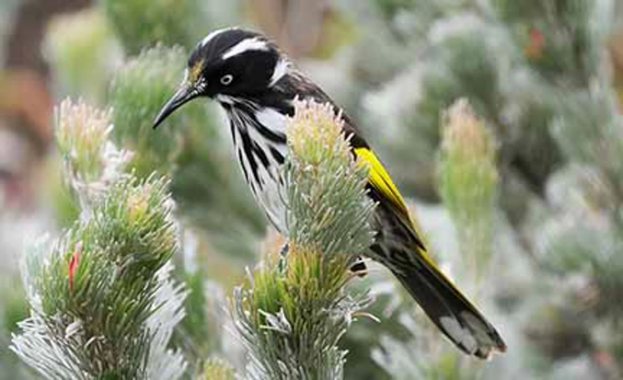 New holland Honeyeater 20.jpg