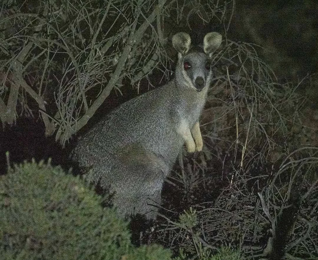 Western Brush Wallaby 11703.jpg