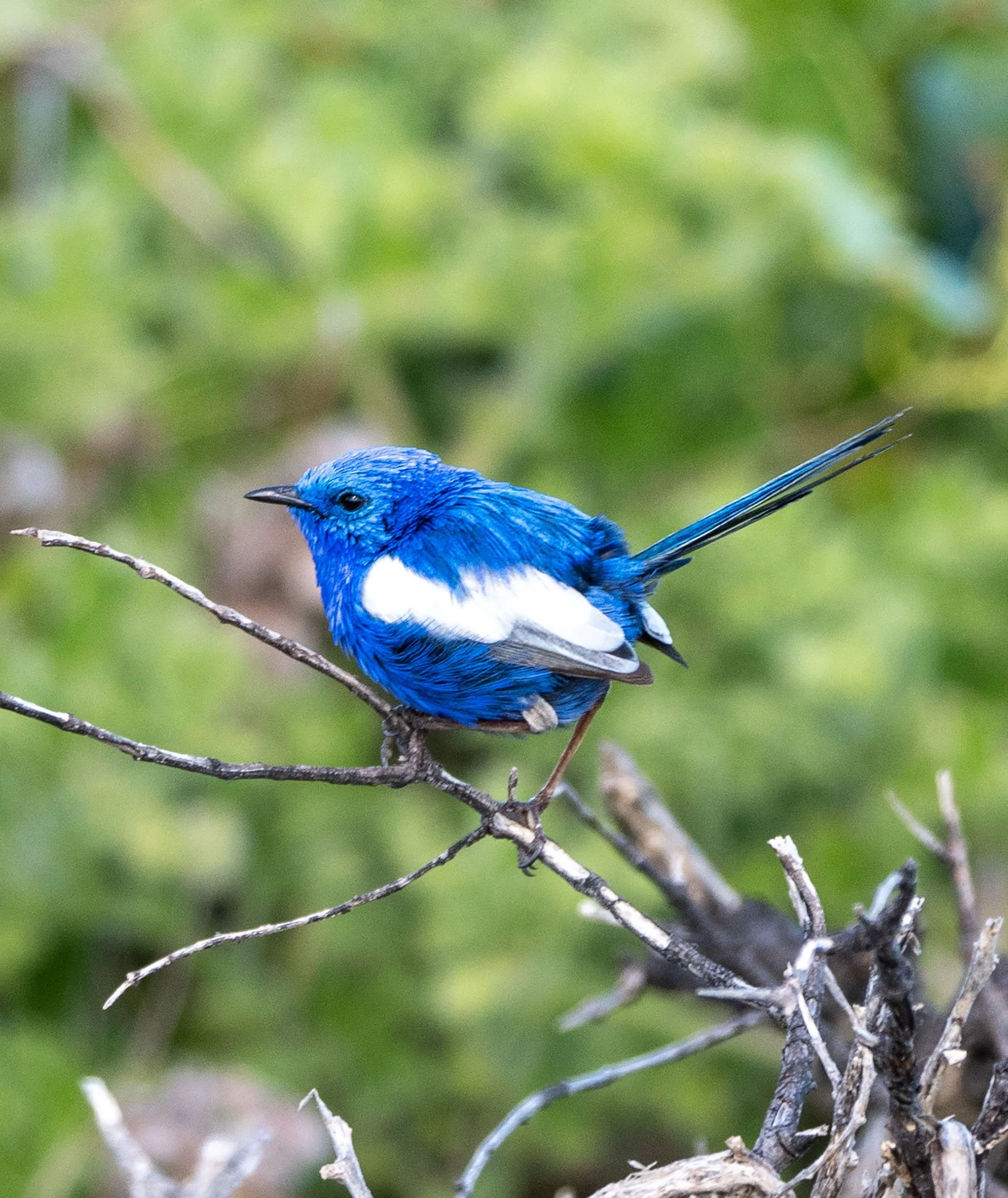 White Winged Fairywren 7556.jpg
