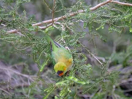 Purple Crowned Lorrikeet 1.JPG