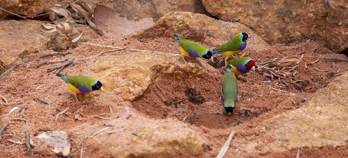 Gouldian Finches 22470.jpg