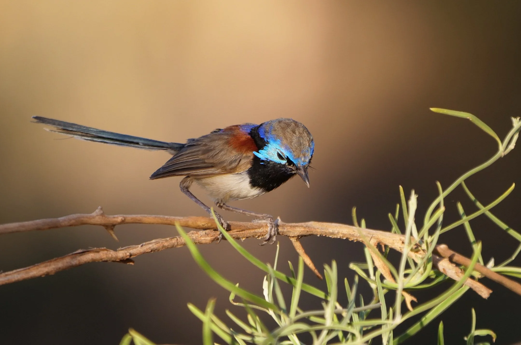 Purple Backed Fairy Wren 5165.jpg