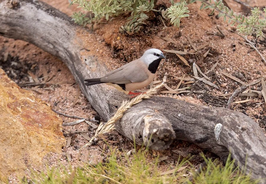 btfinch_male 44089.jpg