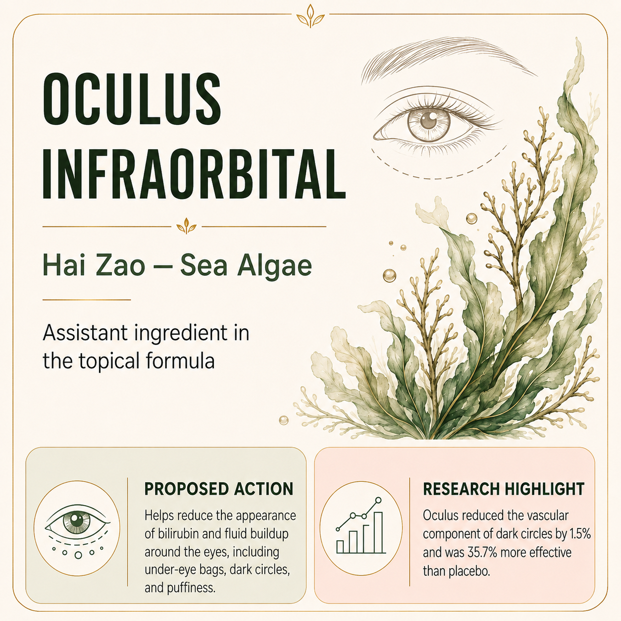 Infographic about ocular infraorbital, featuring a detailed eye illustration, seaweed and algae images, and sections discussing the ingredient Hai Zao—Sea Algae, its proposed effects on reducing dark circles and vascular components around the eyes, and research findings.