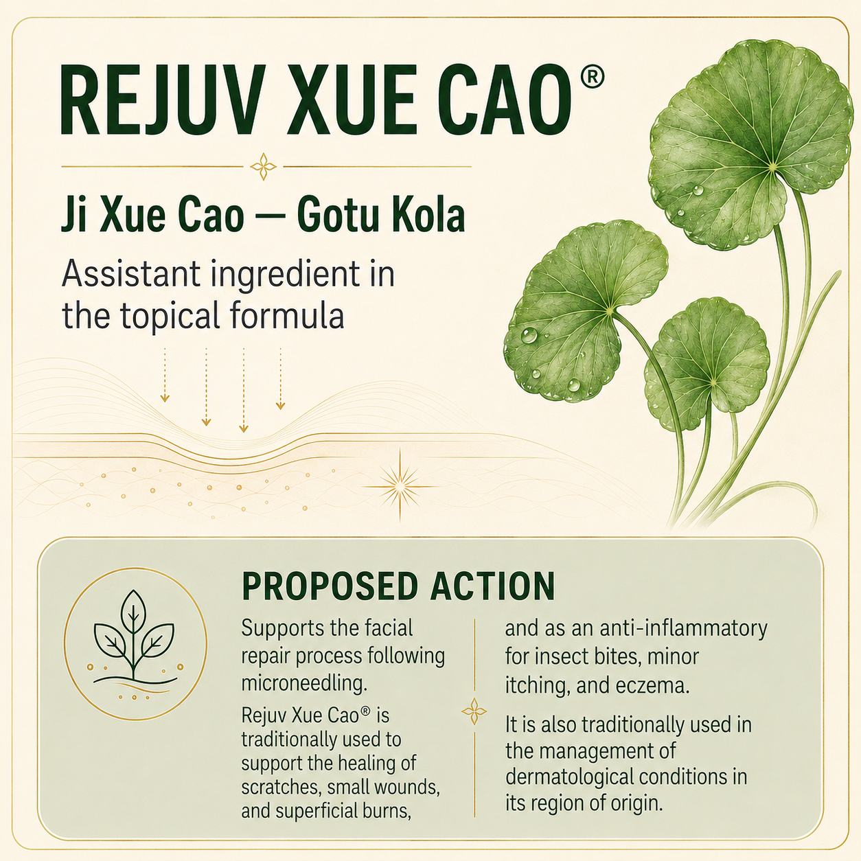 Packaging label for Rejuv Xue Cao, featuring illustrations of green leaves, and text describing its use for facial repair, anti-inflammatory purposes, and traditional skin healing.