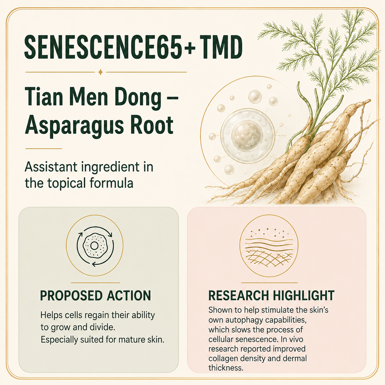 Infographic about Senescence65+ TMD with an illustration of fresh asparagus roots and a cell diagram. It discusses an herbal ingredient's topcial use, proposed action to help cell division, and research highlights on stimulating skin's autophagy to slow cellular aging.