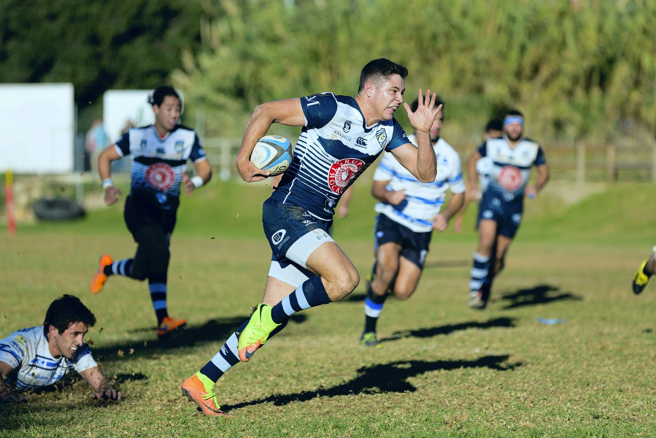 A rugby player in a blue and white striped uniform is running with the ball on a grassy field during a game, with other players behind him and falling to the ground.