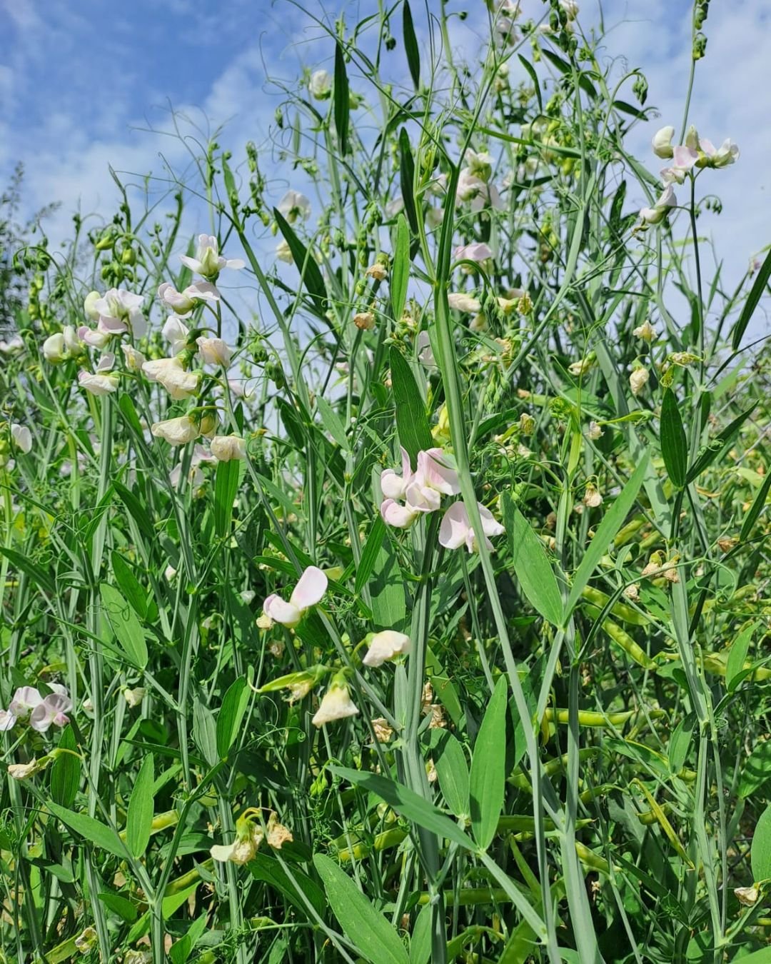 La campagne