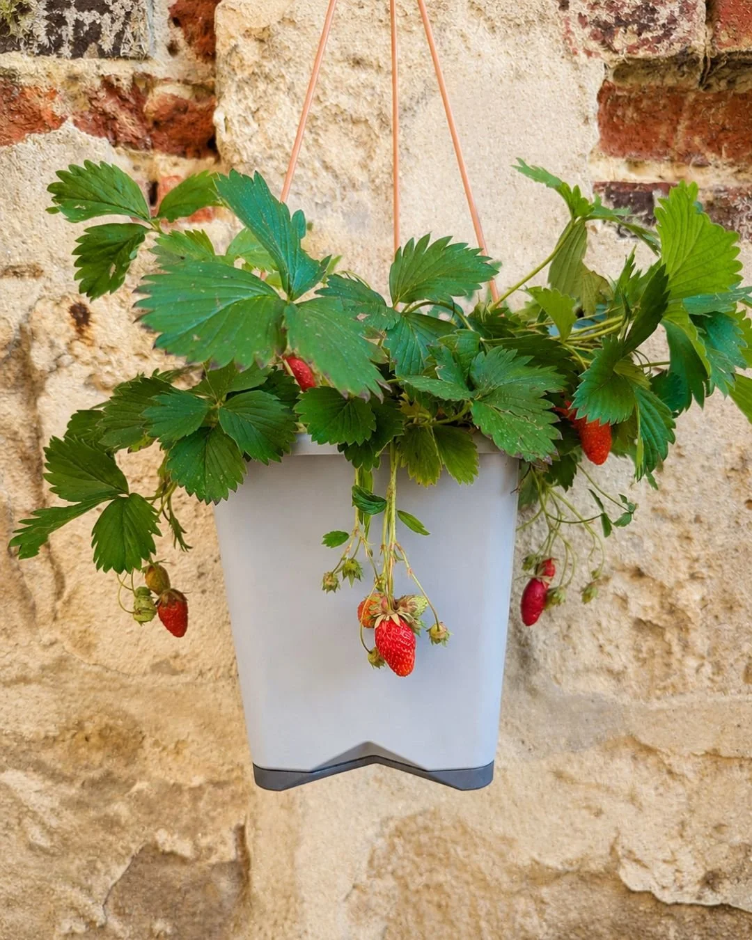 Les fraisiers