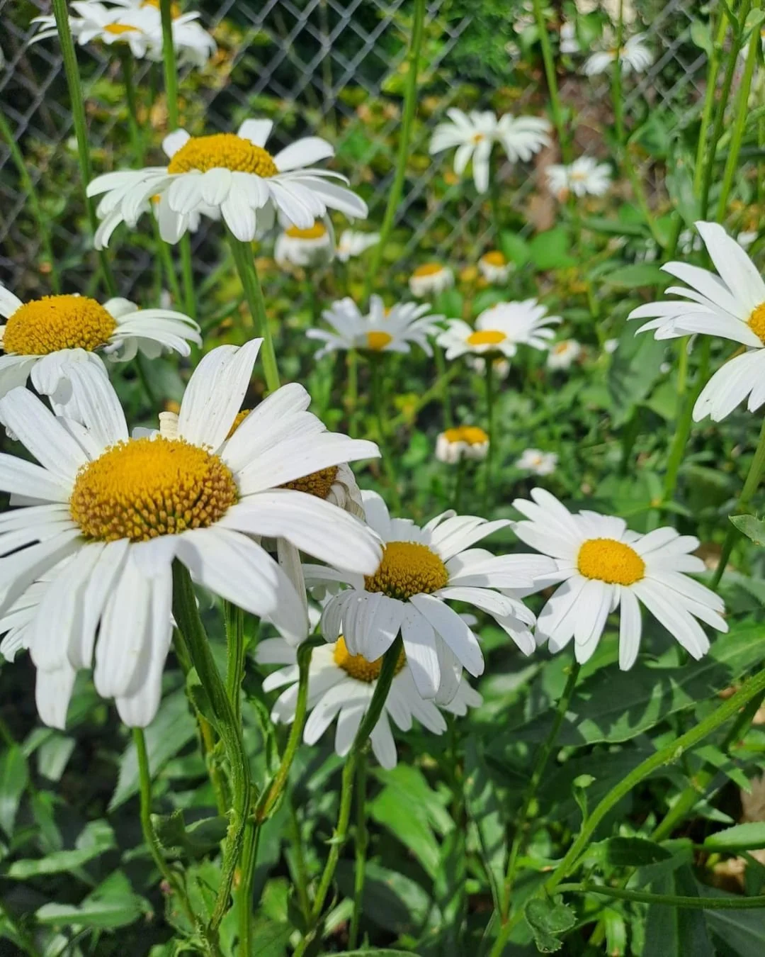 Les fleurs