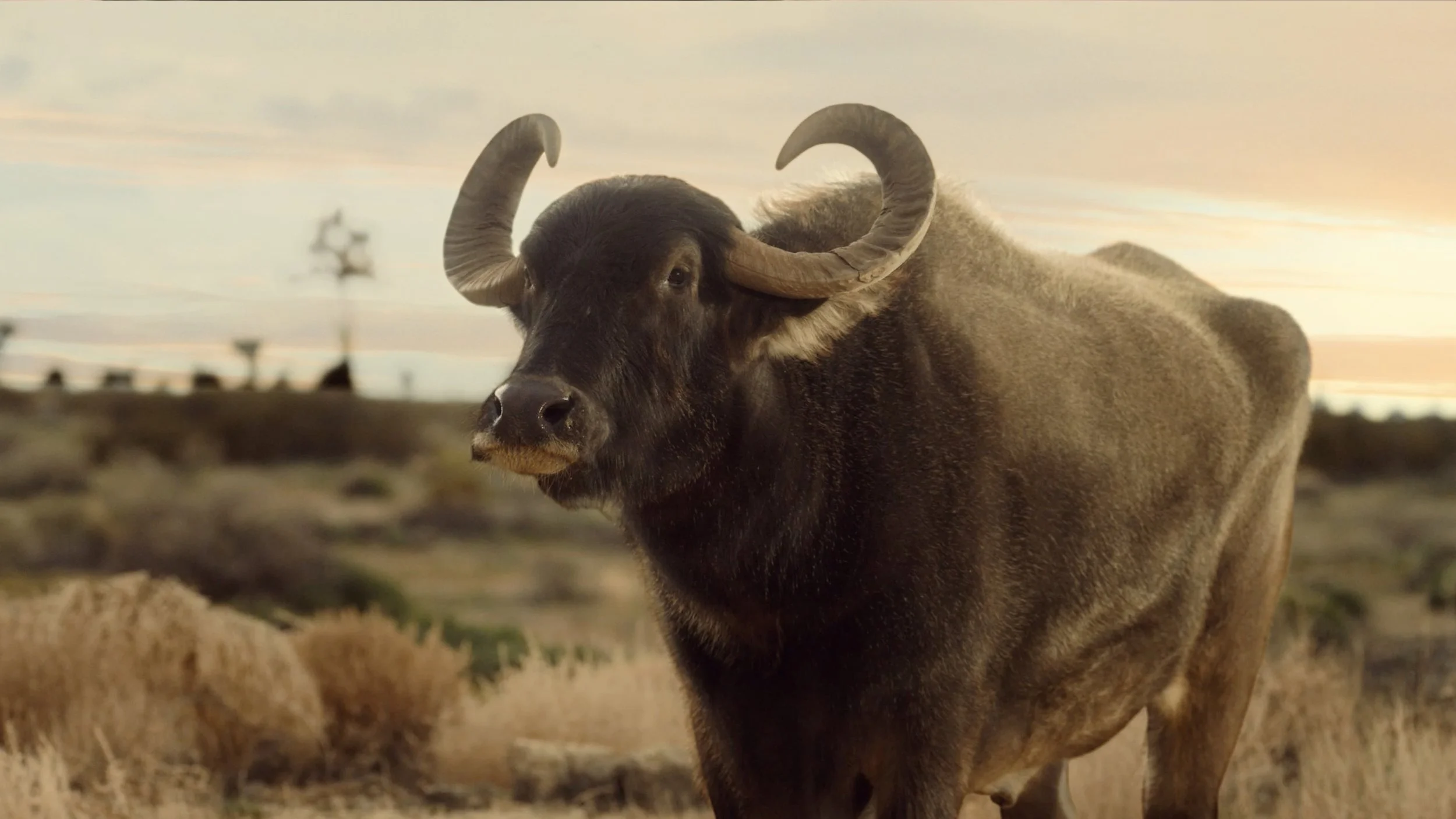 kate catalinac katecatalinac ad advertising campaign idea AT&T Masters campaign water buffalo a little off the green
