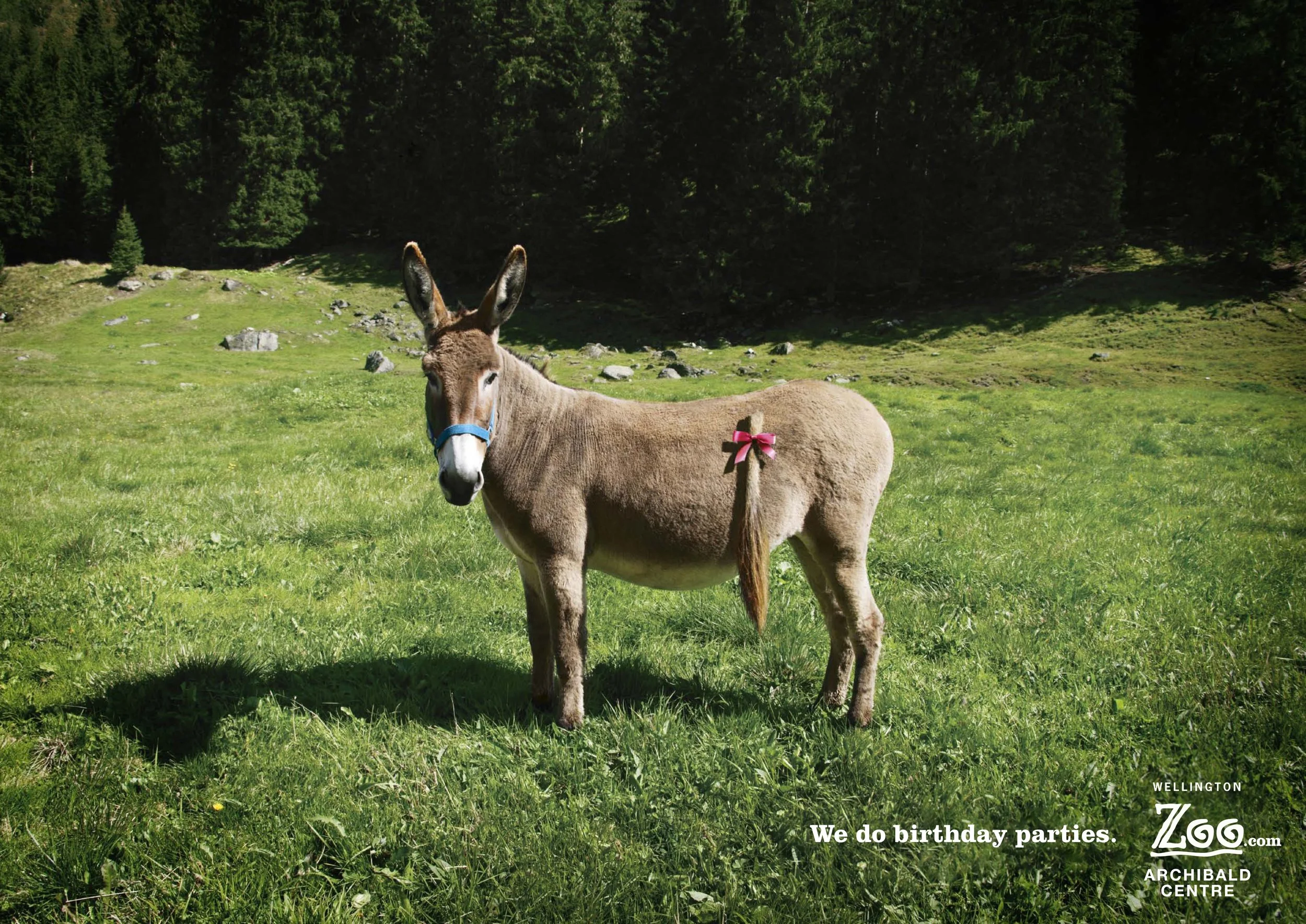 kate catalinac katecatalinac ad advertising campaign idea cannes lions wellington zoo archibald events center pin the tail on the donkey bow we do birthday parties