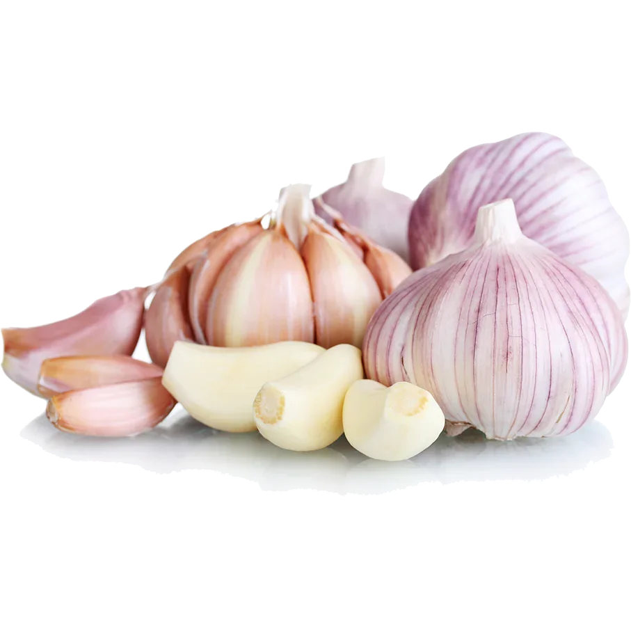 PURPLE GARLIC