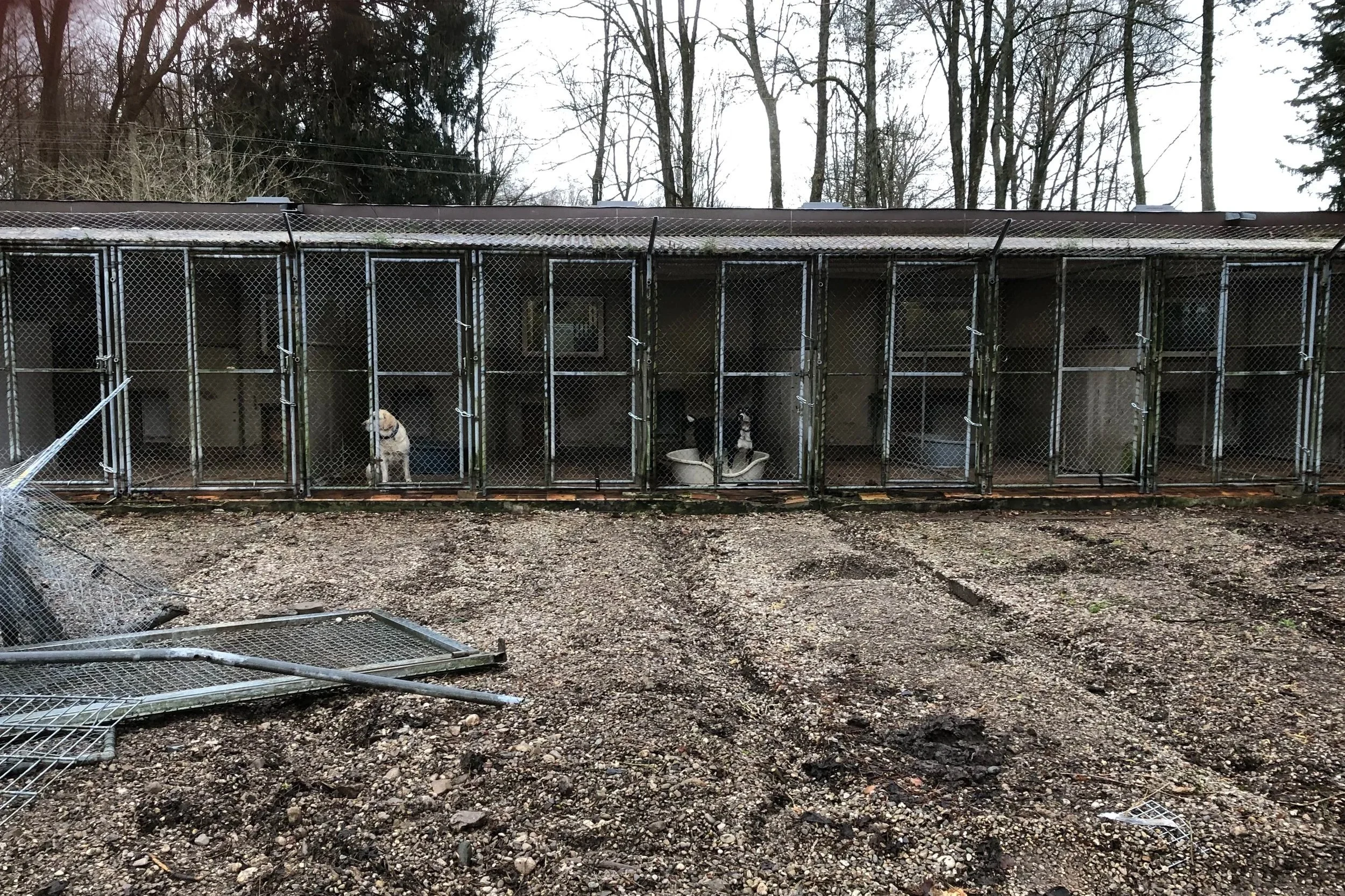 Ein umzäunter Bereich mit mehreren Hunden in den einzelnen Käfigen, im Hintergrund Bäume und ein wolkiger Himmel.