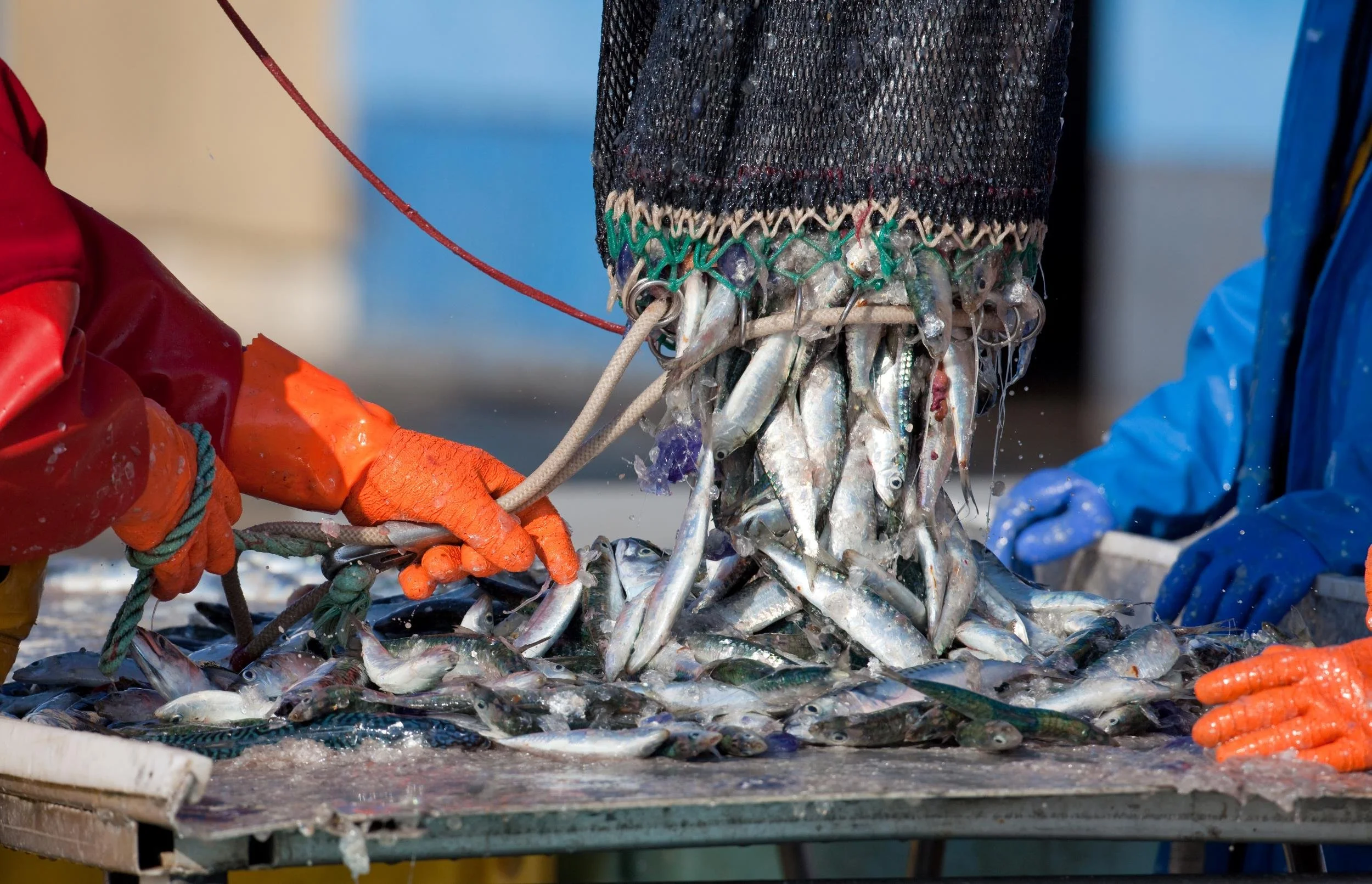 Fischer entladen frisch gefangene Fische aus einem Netz auf einen Edelstahl-Sortiertisch an Deck eines Fangschiffs