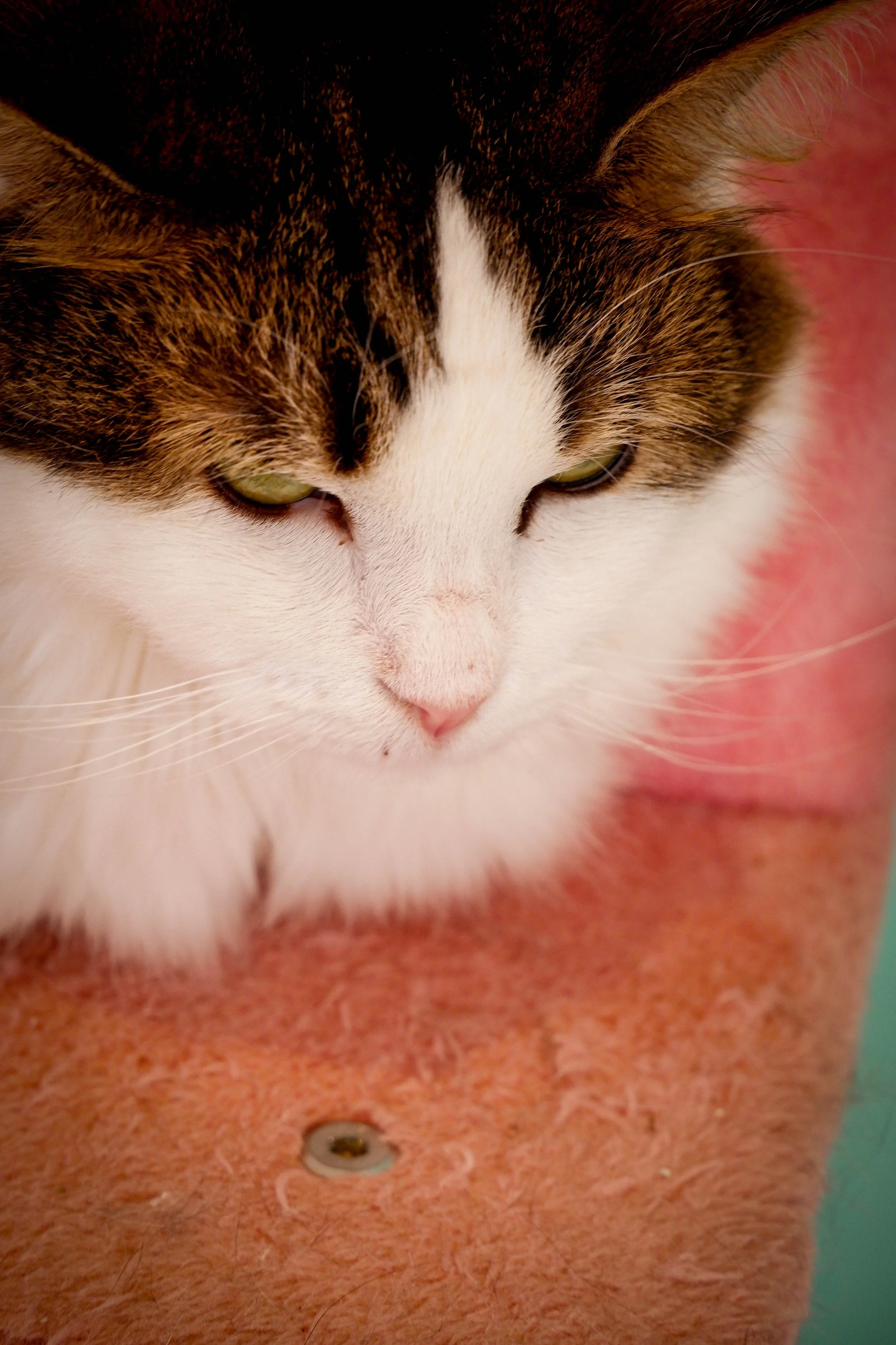 DSCF8430.jpg