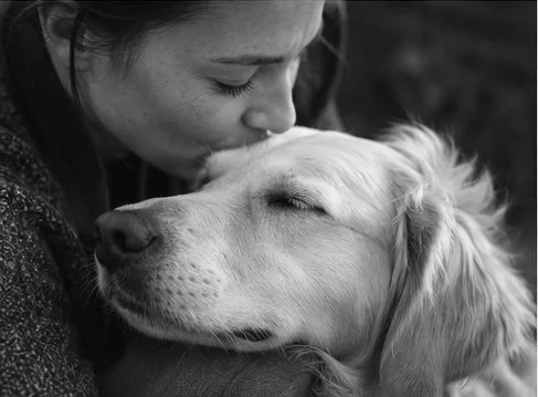 Photoglory Pets - The Companion