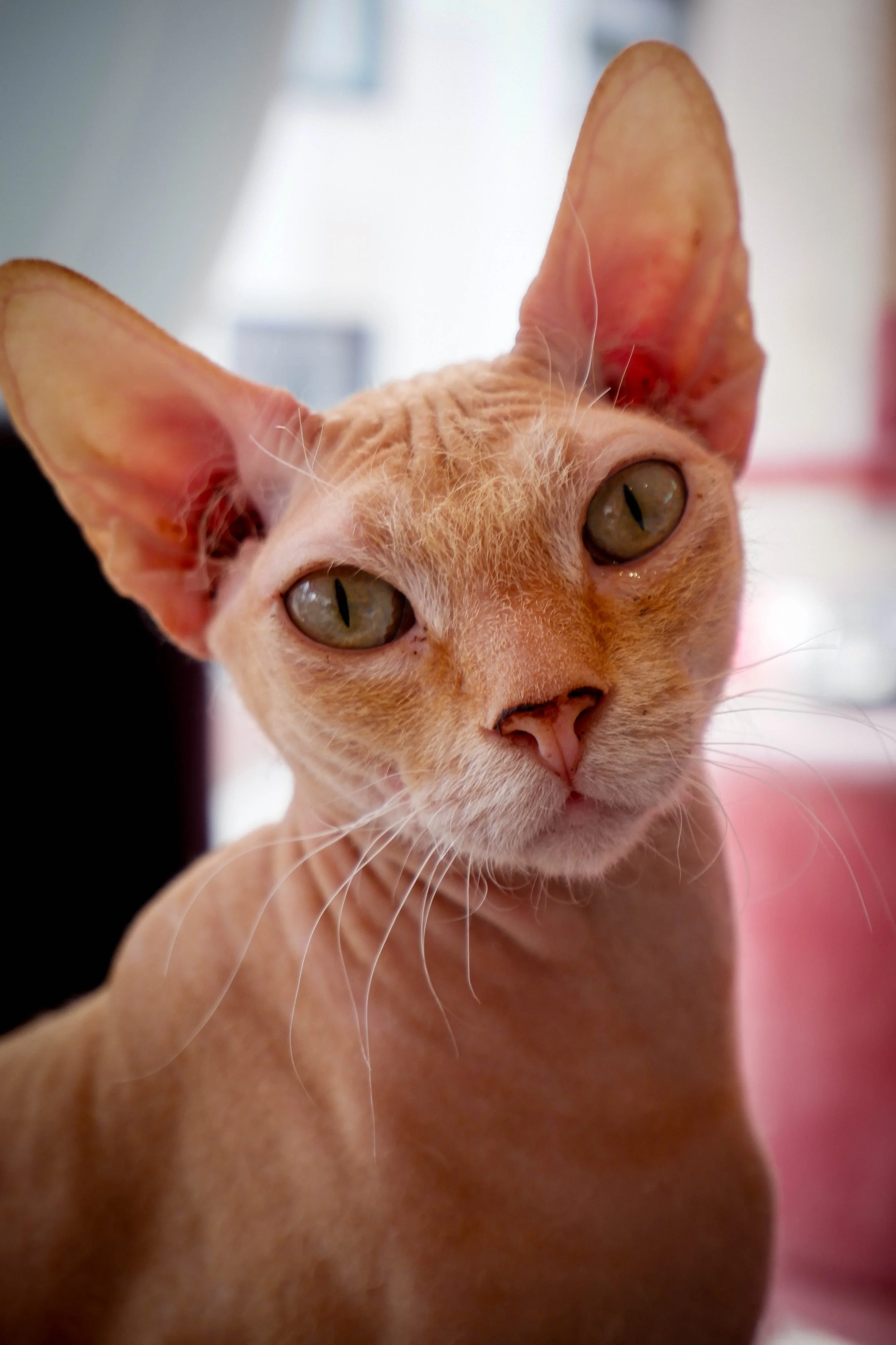 Close-up of a peach-colored Siamese cat with large ears and greenish eyes.