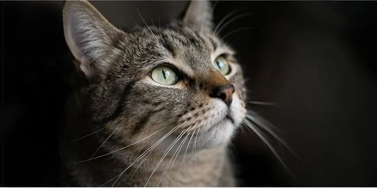 A Cat looking at it's owner