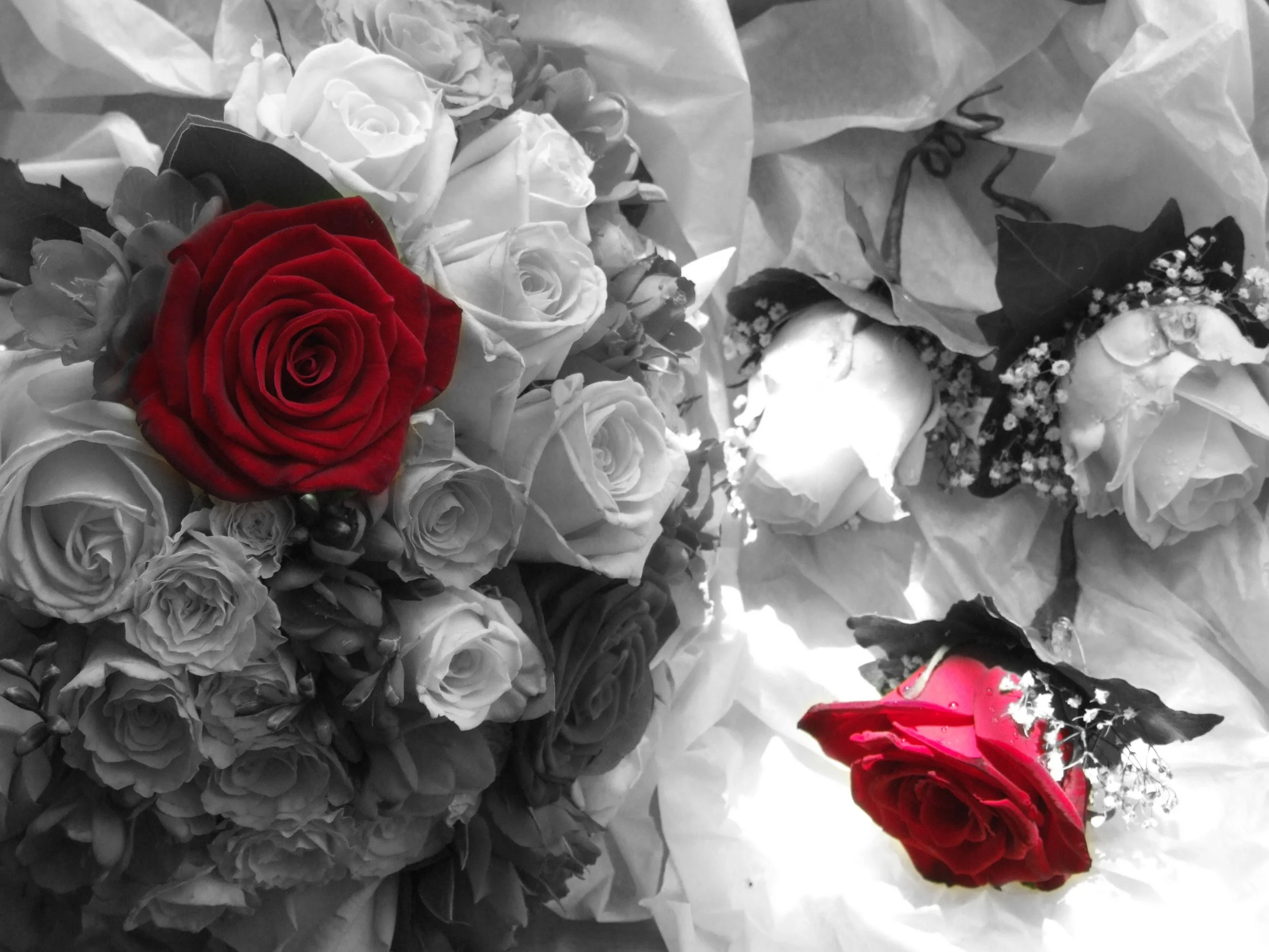 A bouquet of roses with one red rose in color and the rest in black and white, wrapped in tissue paper.