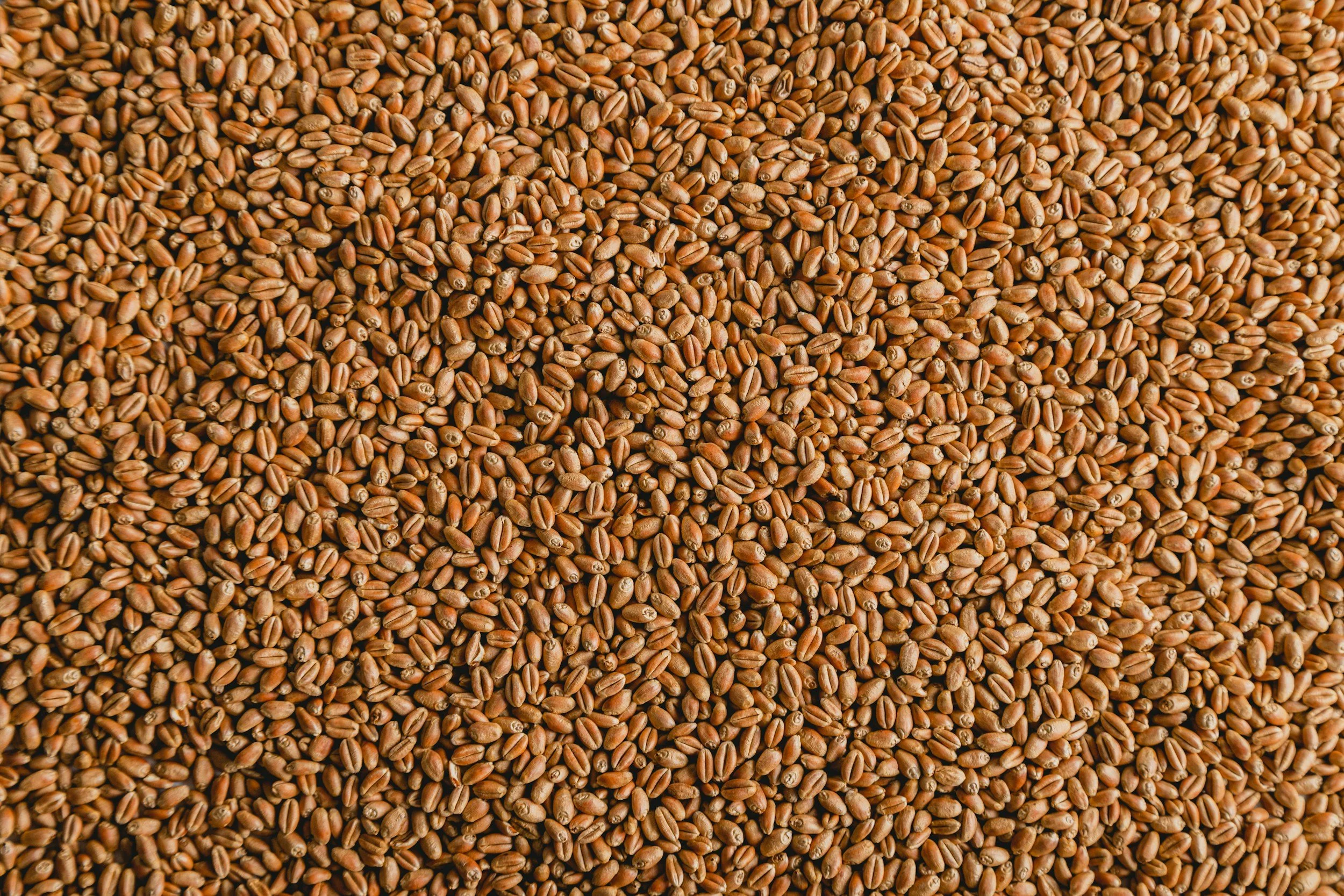 seedling hydroseeding