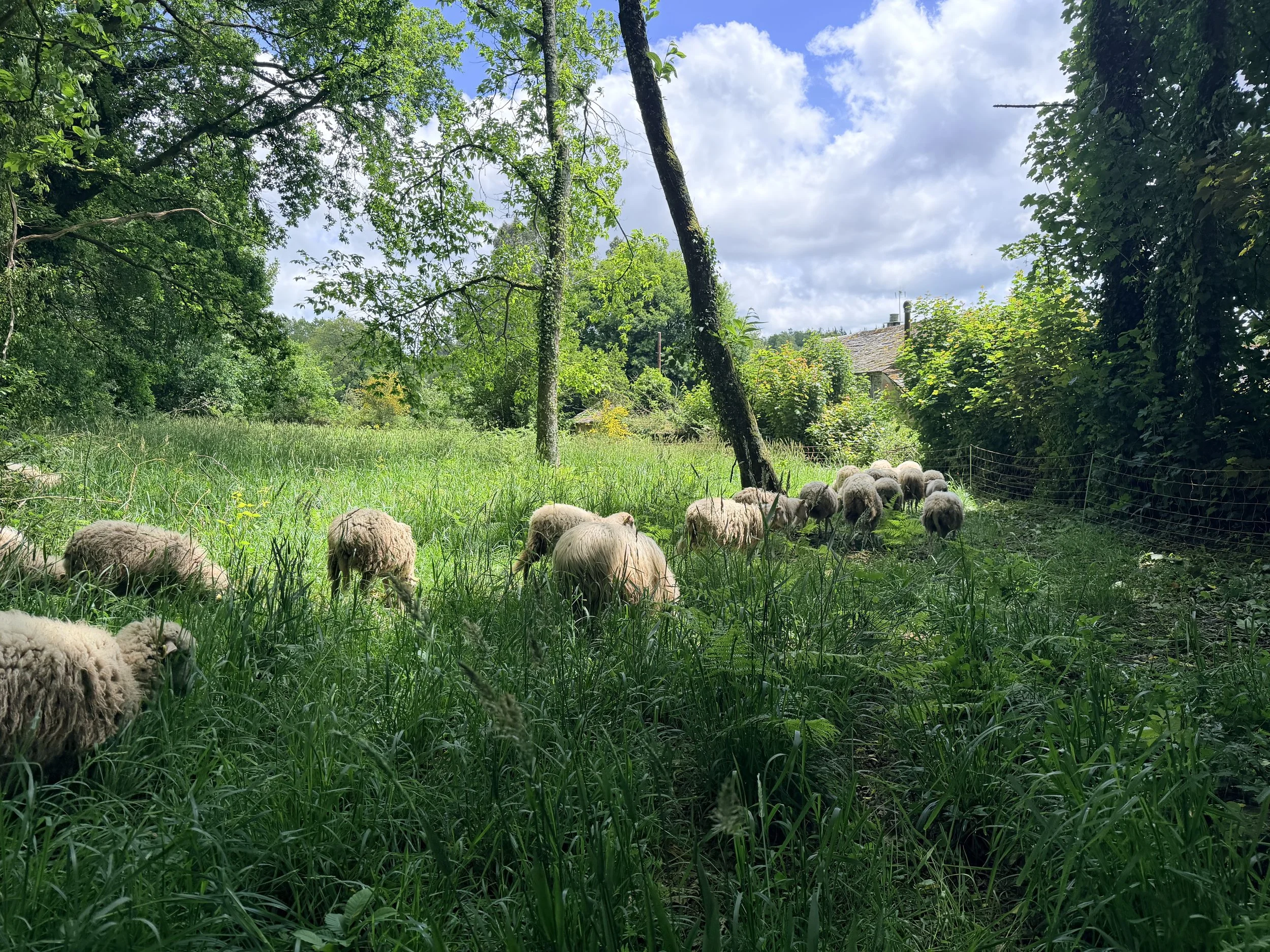 Un campo con ovejas pastando, rodeado de árboles verdes y un cielo con nubes y sol, en un entorno rural.