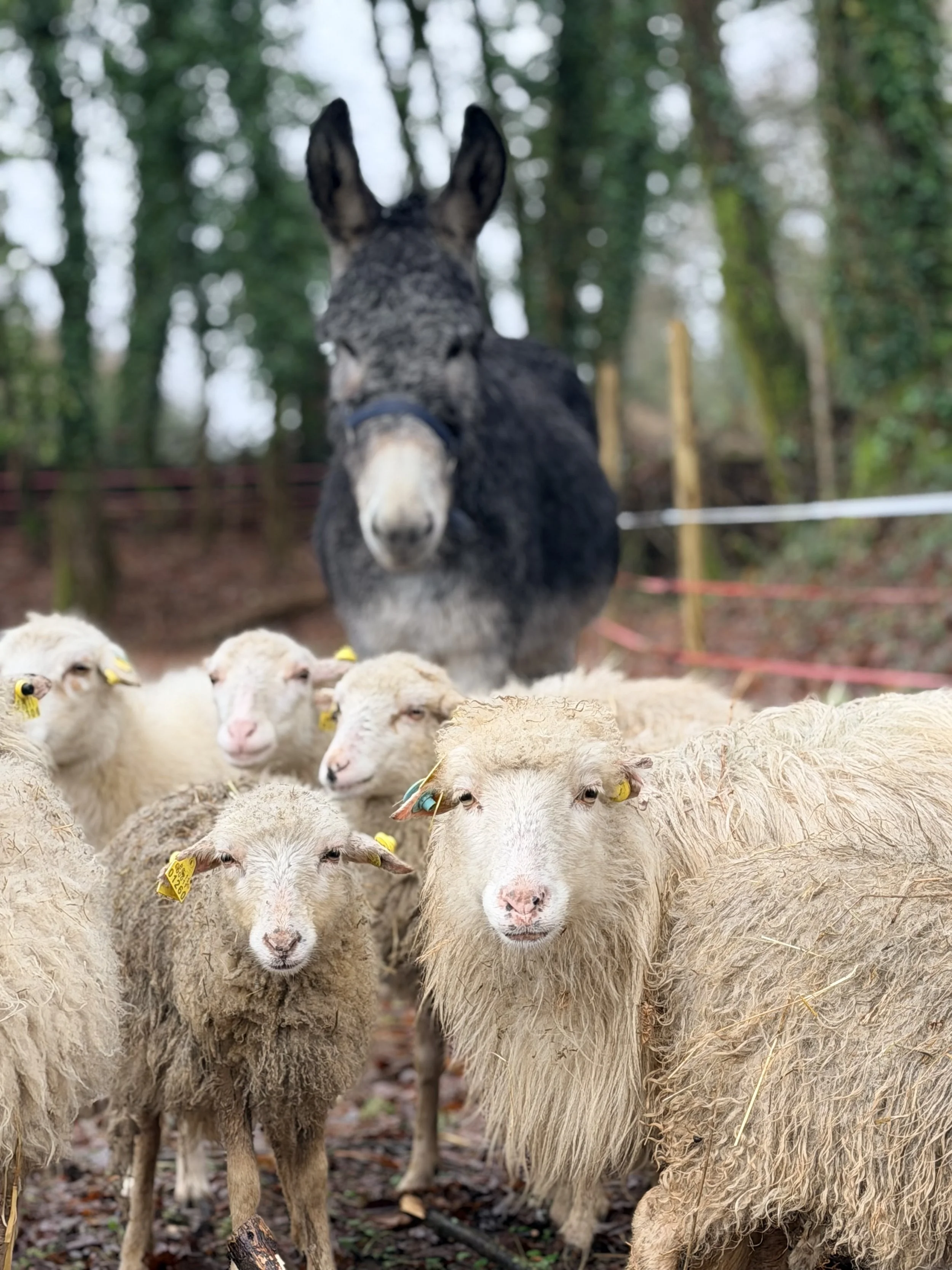 Rebaño de ovejas Gallegas en un prado y un burro en un bosque con árboles.