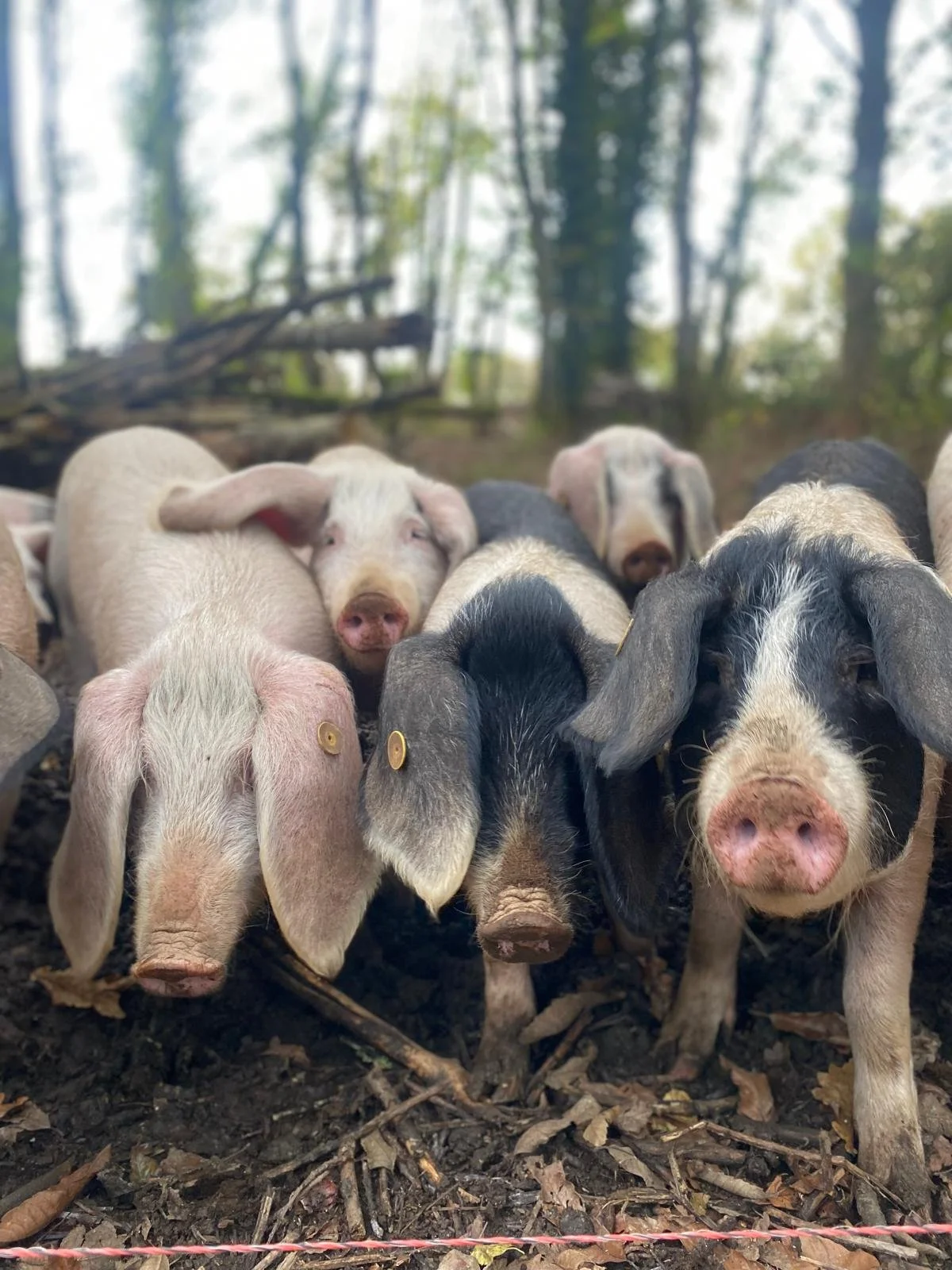 Varios cerditos jóvenes en campo de tierra con árboles y cielo nublado.