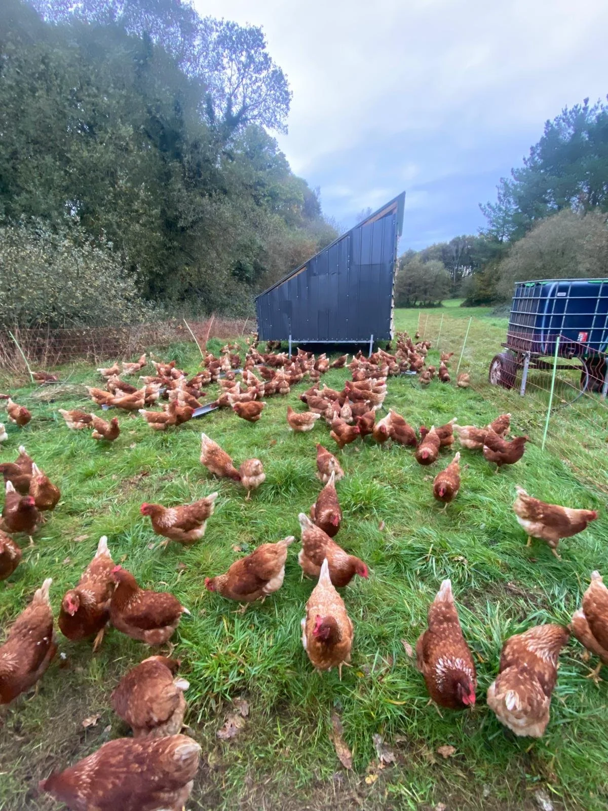 Gallinas en libertad con estructura móvil para sombra en un campo verde.