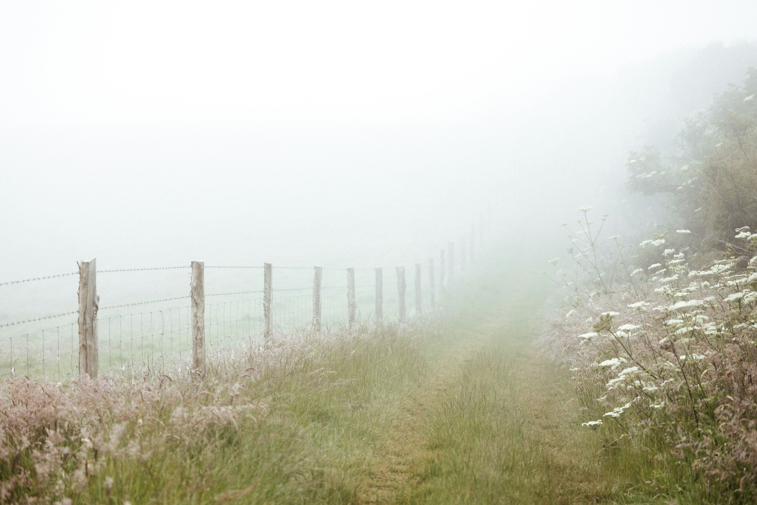 A foggy outdoor scene with a wooden fence along a grassy pathway and white flowering plants on the right side.