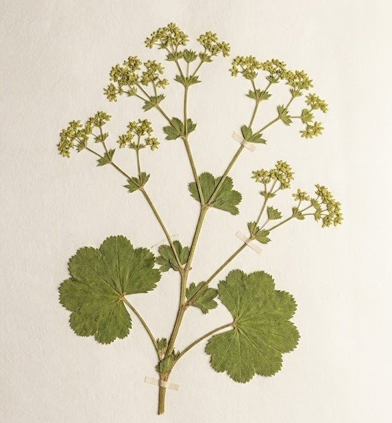 Lady’s Mantle.