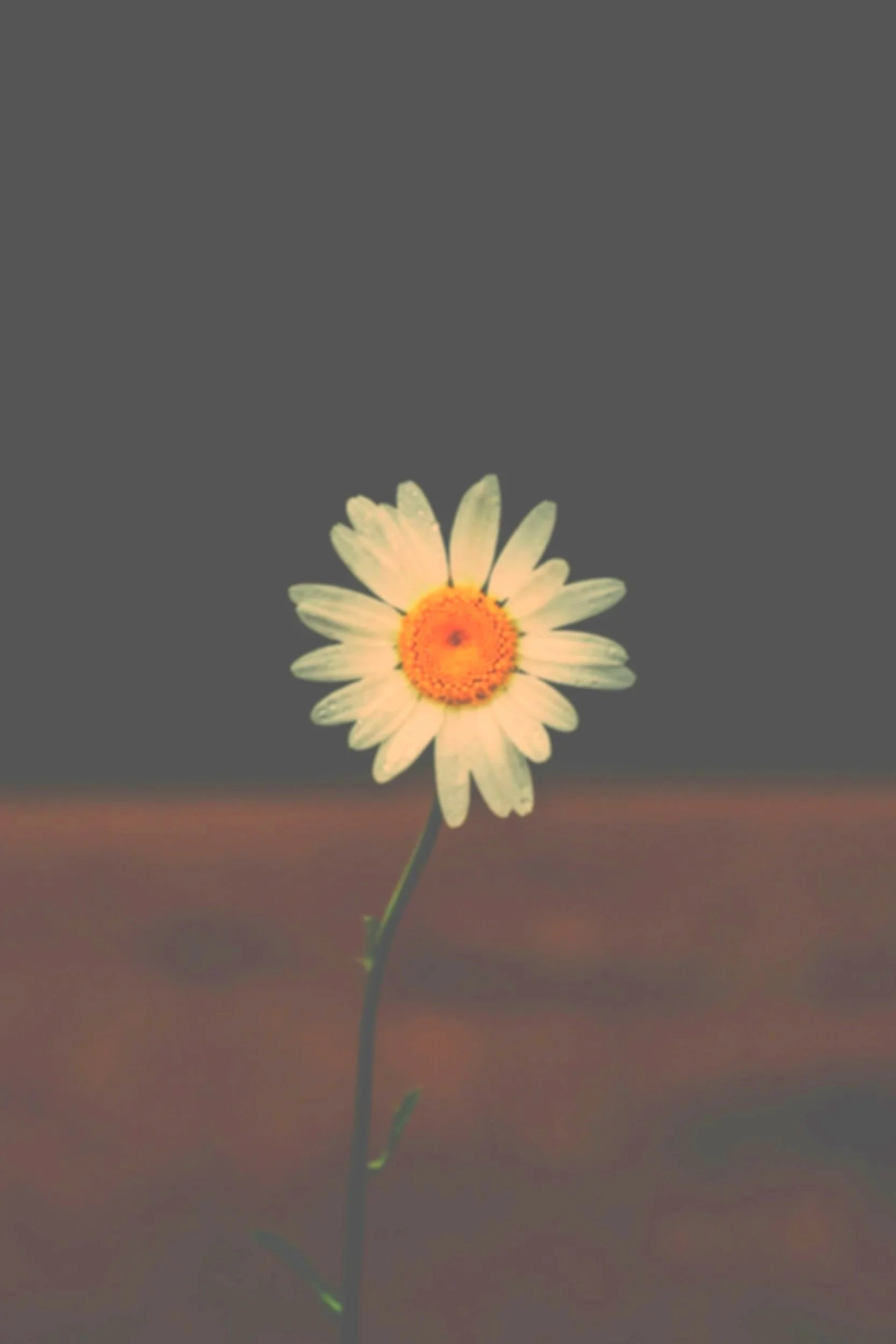 Dearest Daisy.