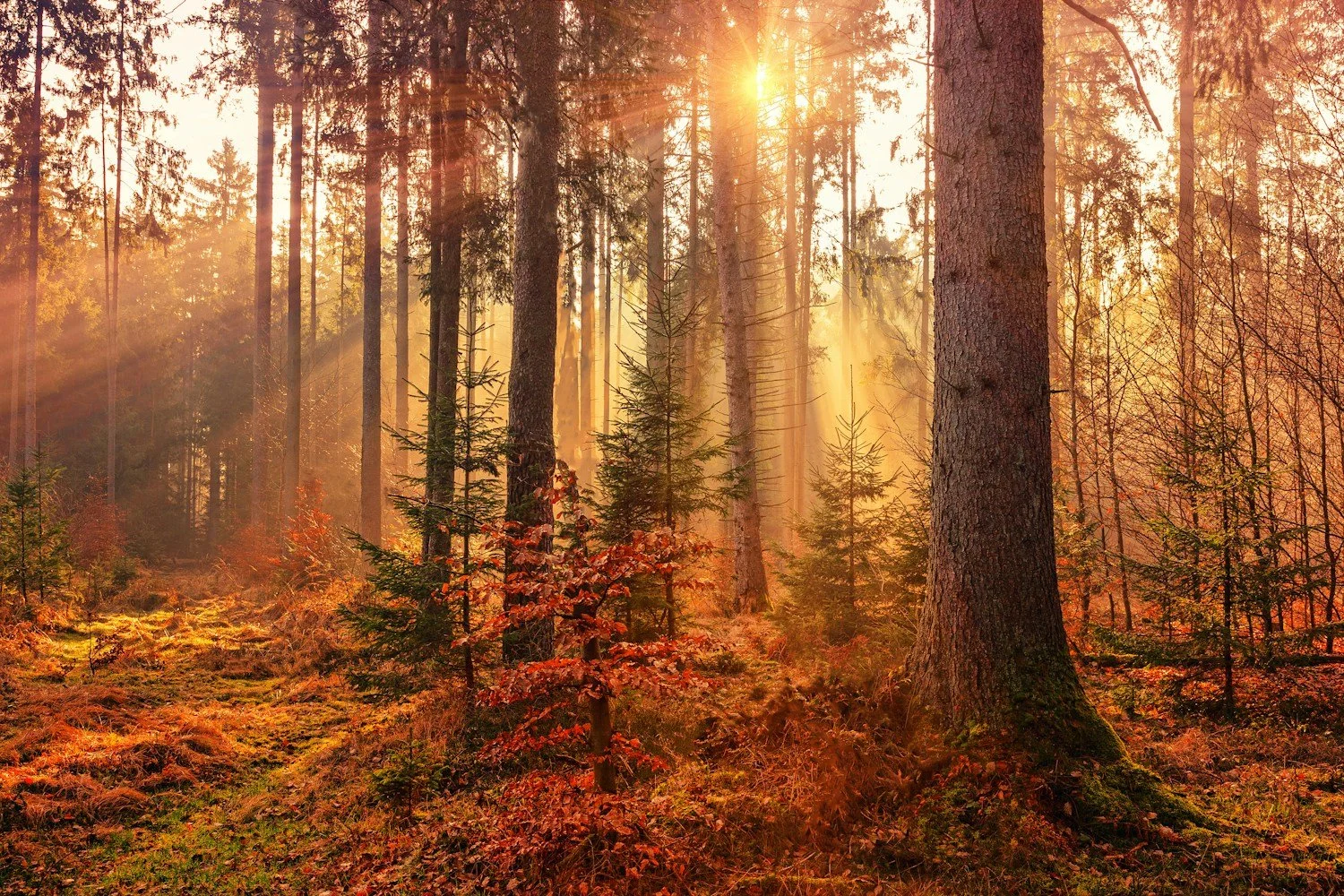 Sunlight filters through a forest of tall trees during autumn, with leaves in shades of orange and red on the ground.