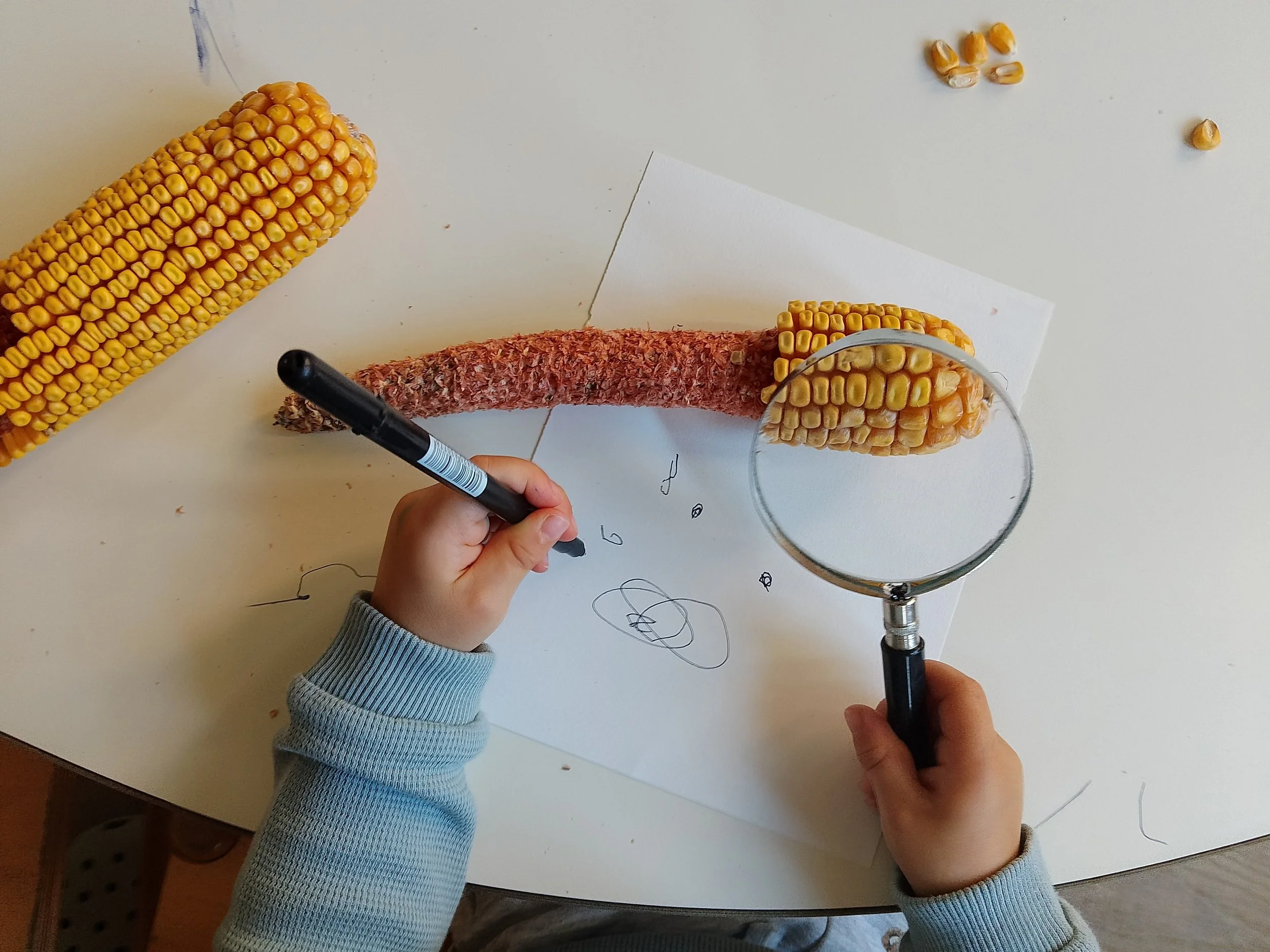Open day 2026