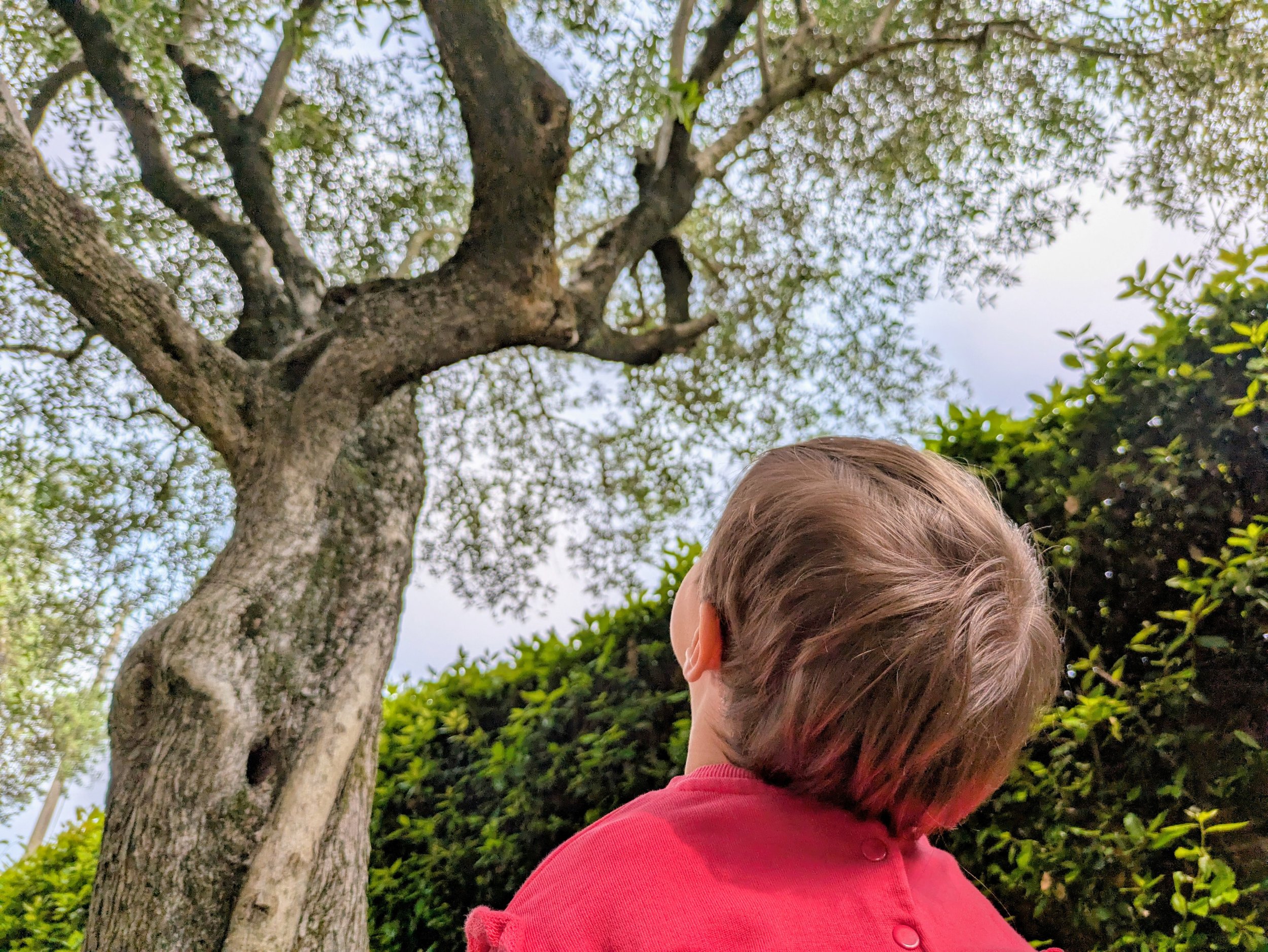 Person in a red jacket standing beside a large tree in a leafy garden