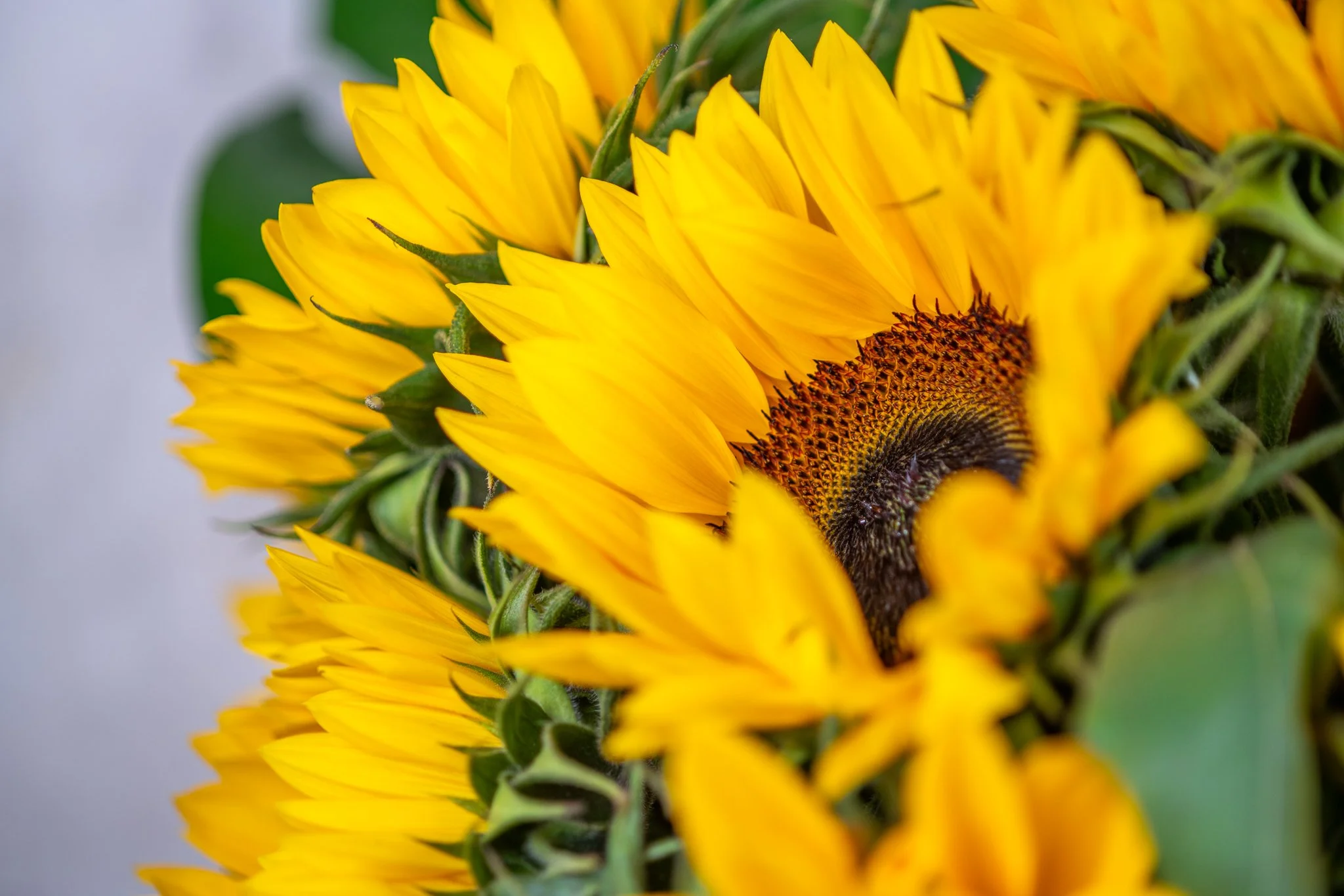 ExecFlorals-closeups-07.jpg